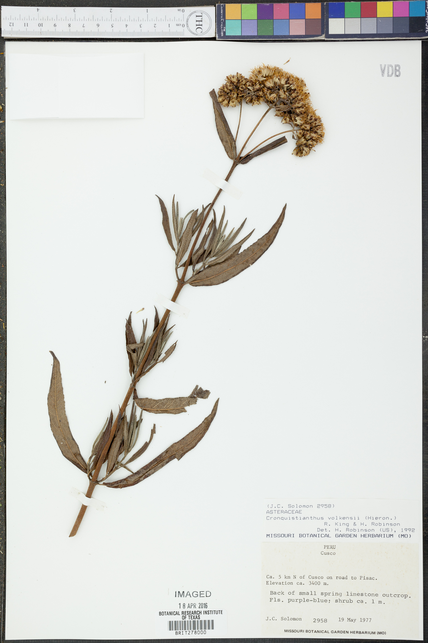 Cronquistianthus volkensii image