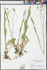 Crepis pulchra image