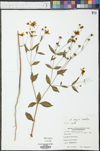 Coreopsis major image