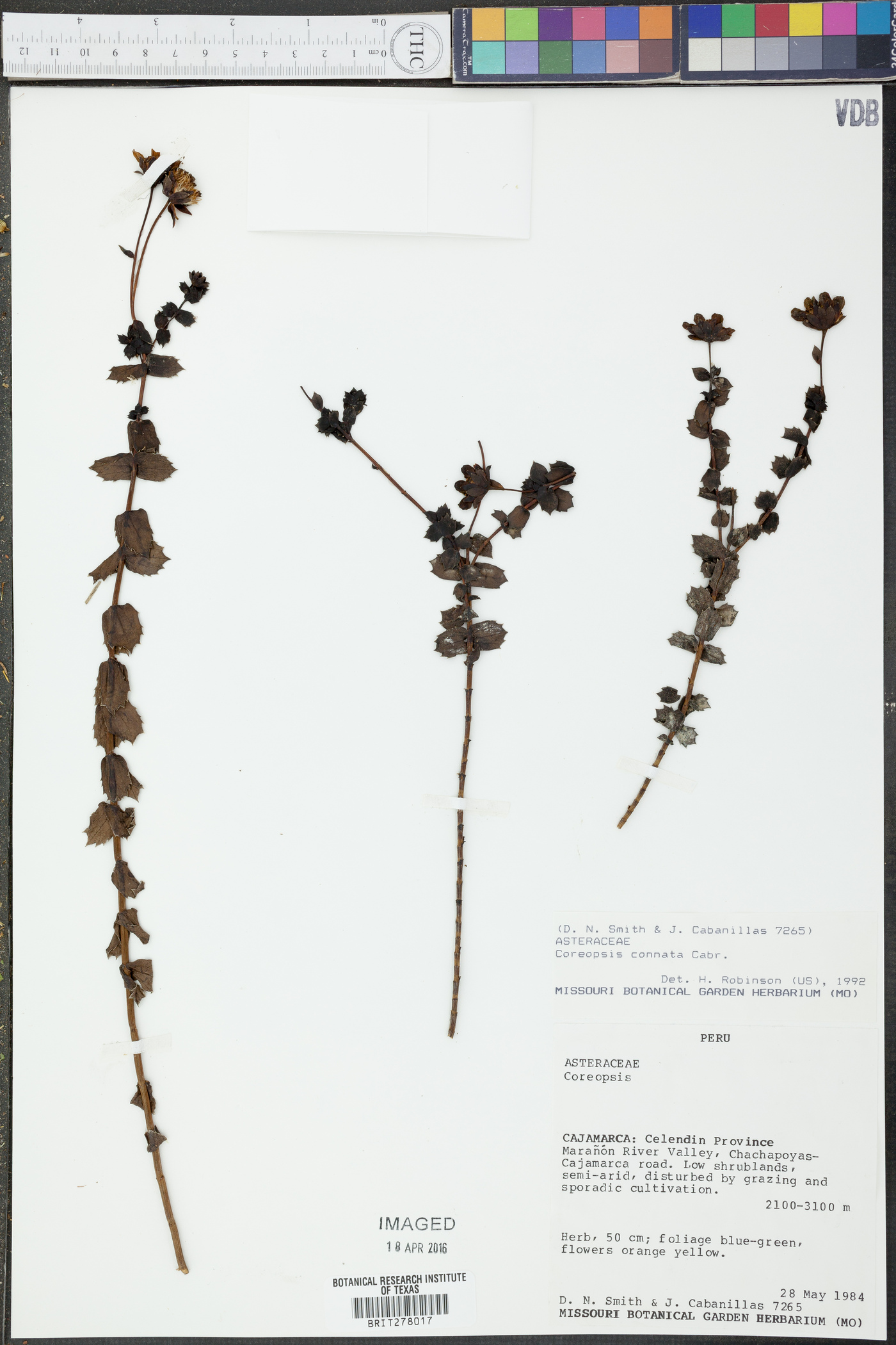 Coreopsis connata image