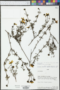 Coreopsis fasciculata image