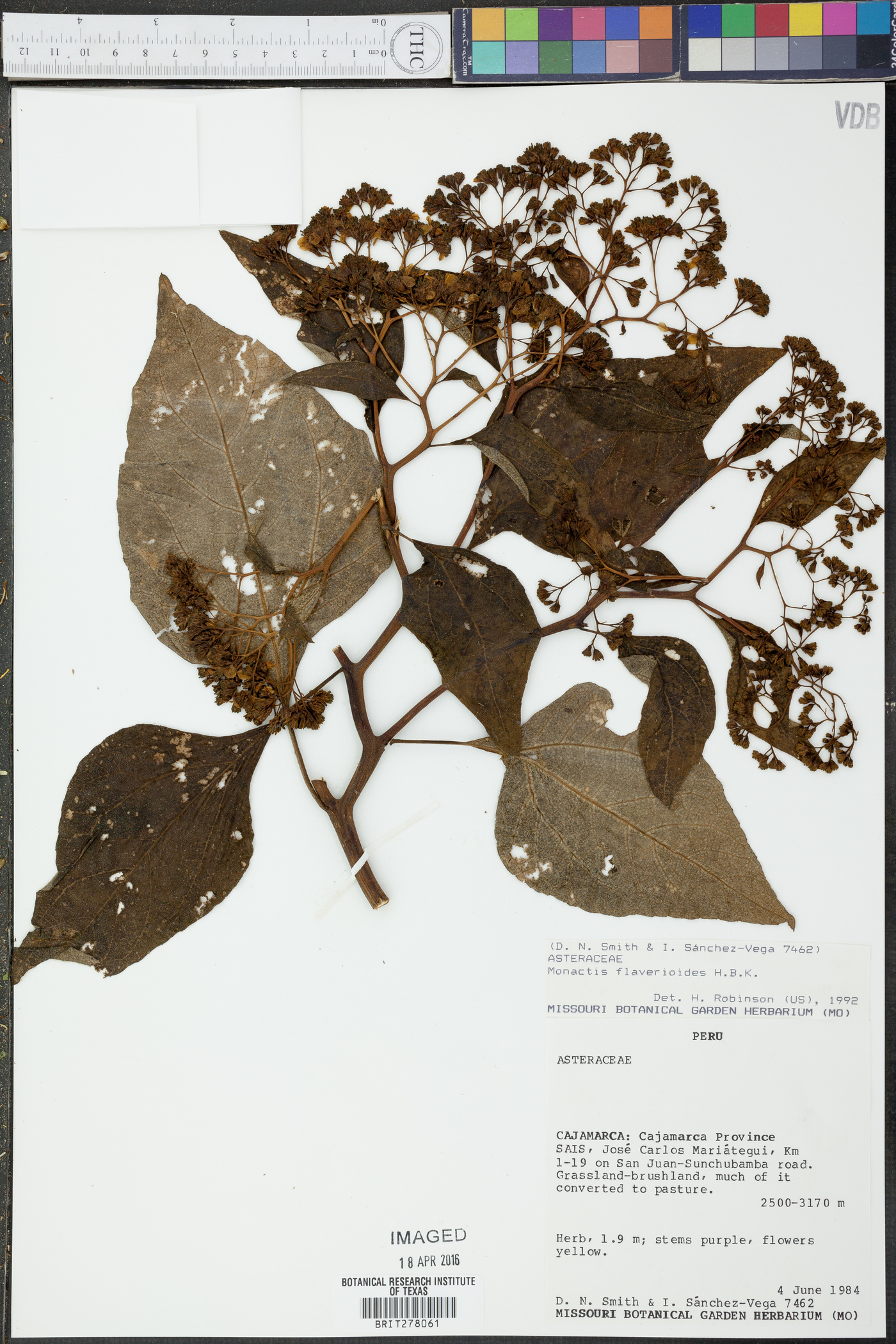 Monactis flaverioides image