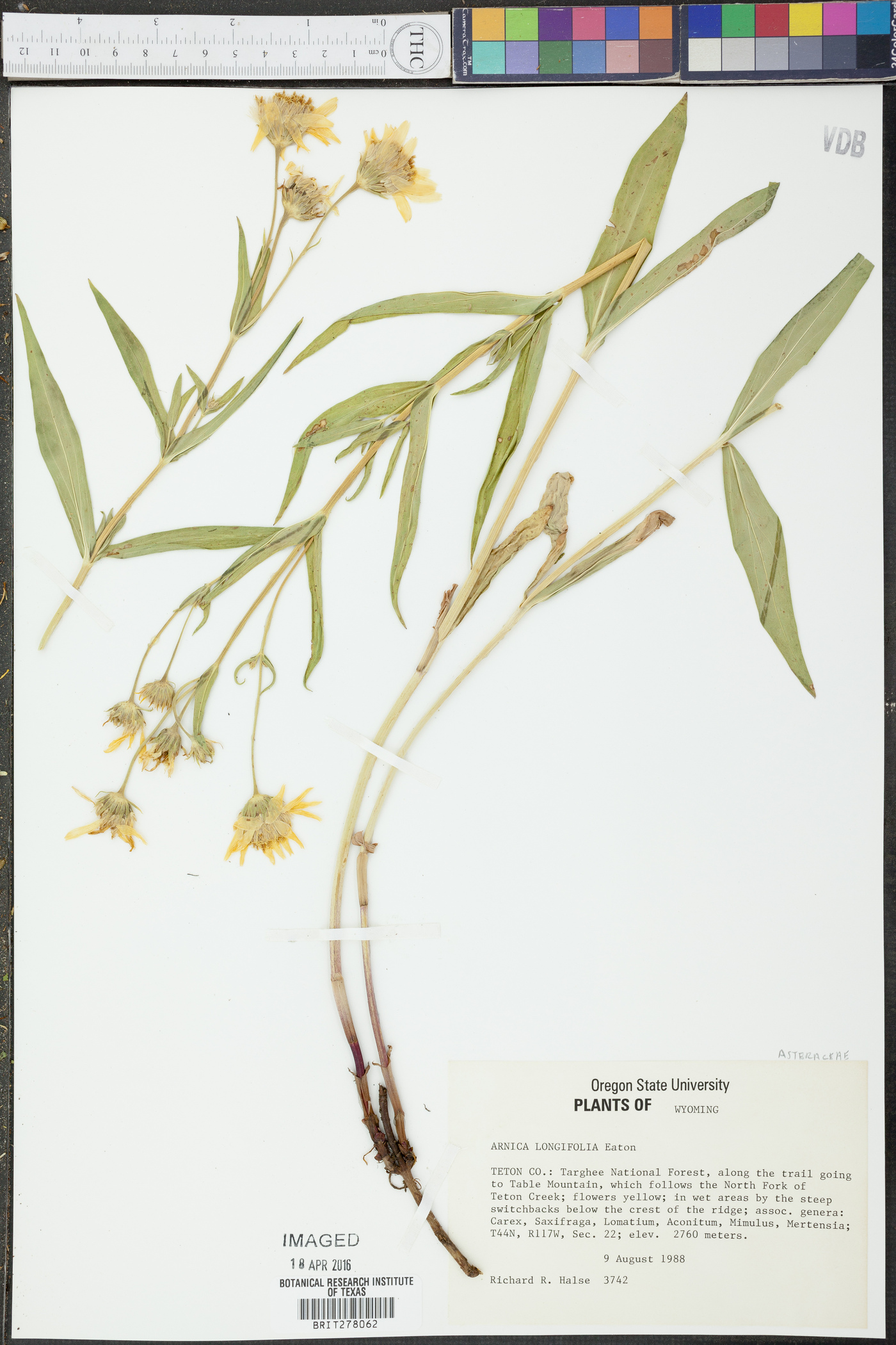 Arnica longifolia image