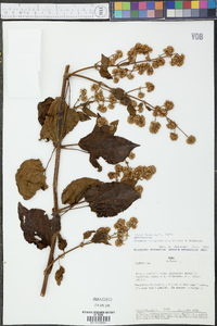 Image of Mikania conglomerata