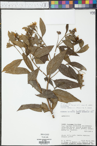 Image of Oyedaea lanceolata