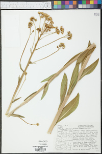 Senecio hydrophilus image