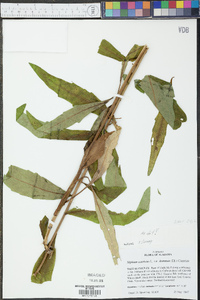 Silphium asteriscus image