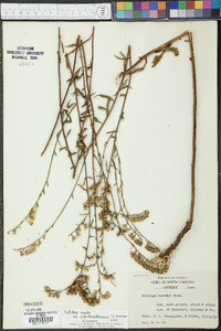 Solidago arguta subsp. pseudoyadkinensis image