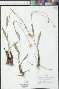Chrysopsis oligantha image