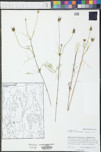 Cosmos parviflorus image