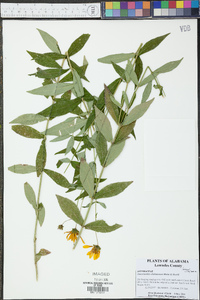 Jamesianthus alabamensis image