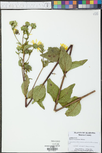 Silphium integrifolium image