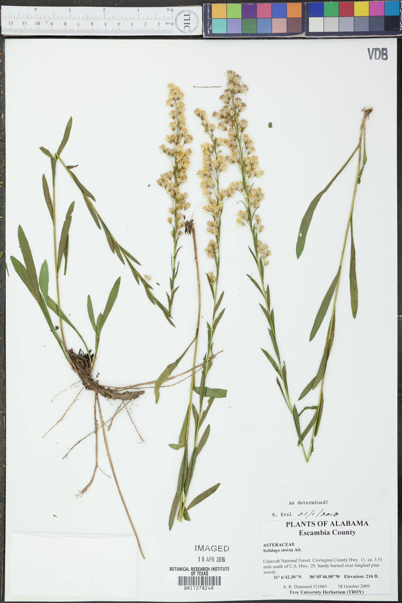 Solidago stricta image