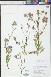 Dieteria canescens var. aristata image