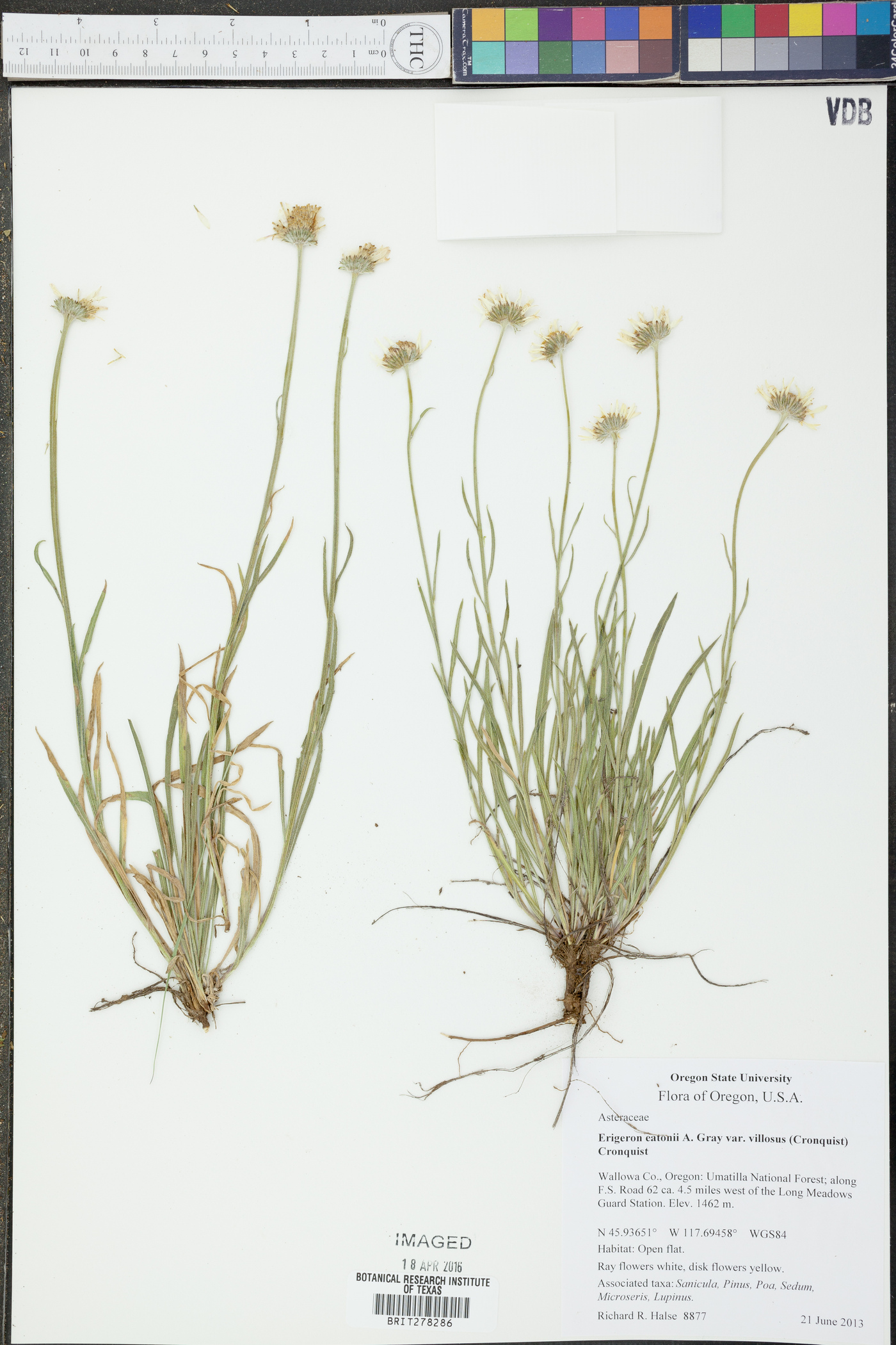 Erigeron eatonii image