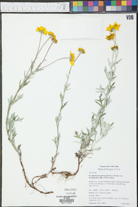 Eriophyllum lanatum var. leucophyllum image