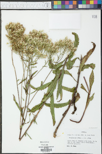 Eupatorium album var. album image