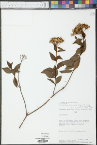 Chromolaena connivens image