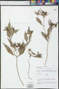 Clibadium sylvestre image