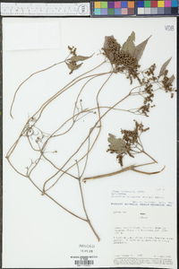 Clibadium sylvestre image