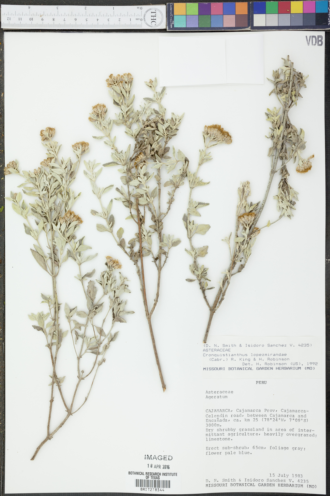 Cronquistianthus lopezmirandae image