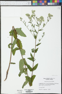 Eupatorium pilosum image