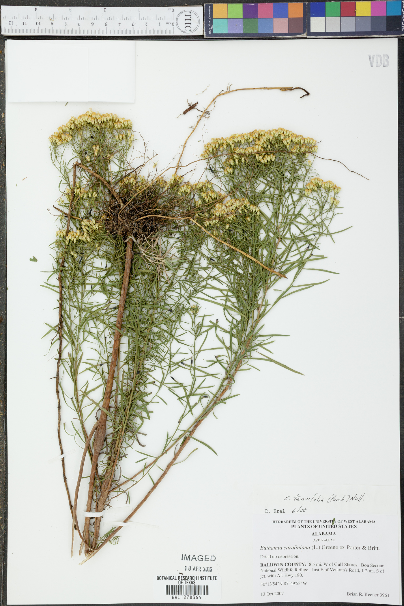 Euthamia tenuifolia image