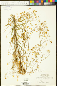 Croptilon divaricatum image