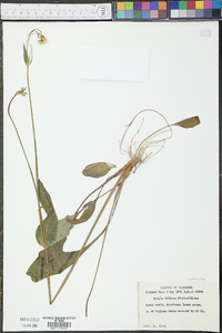 Krigia biflora image