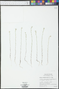 Micropus californicus image
