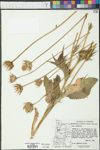 Microseris laciniata subsp. laciniata image