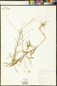 Croptilon divaricatum image