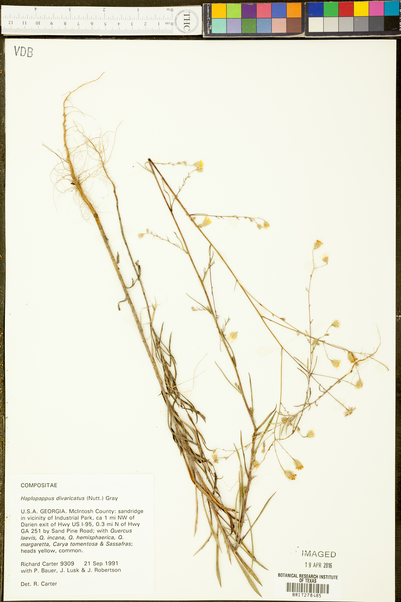 Croptilon divaricatum image