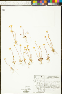 Crocidium multicaule image