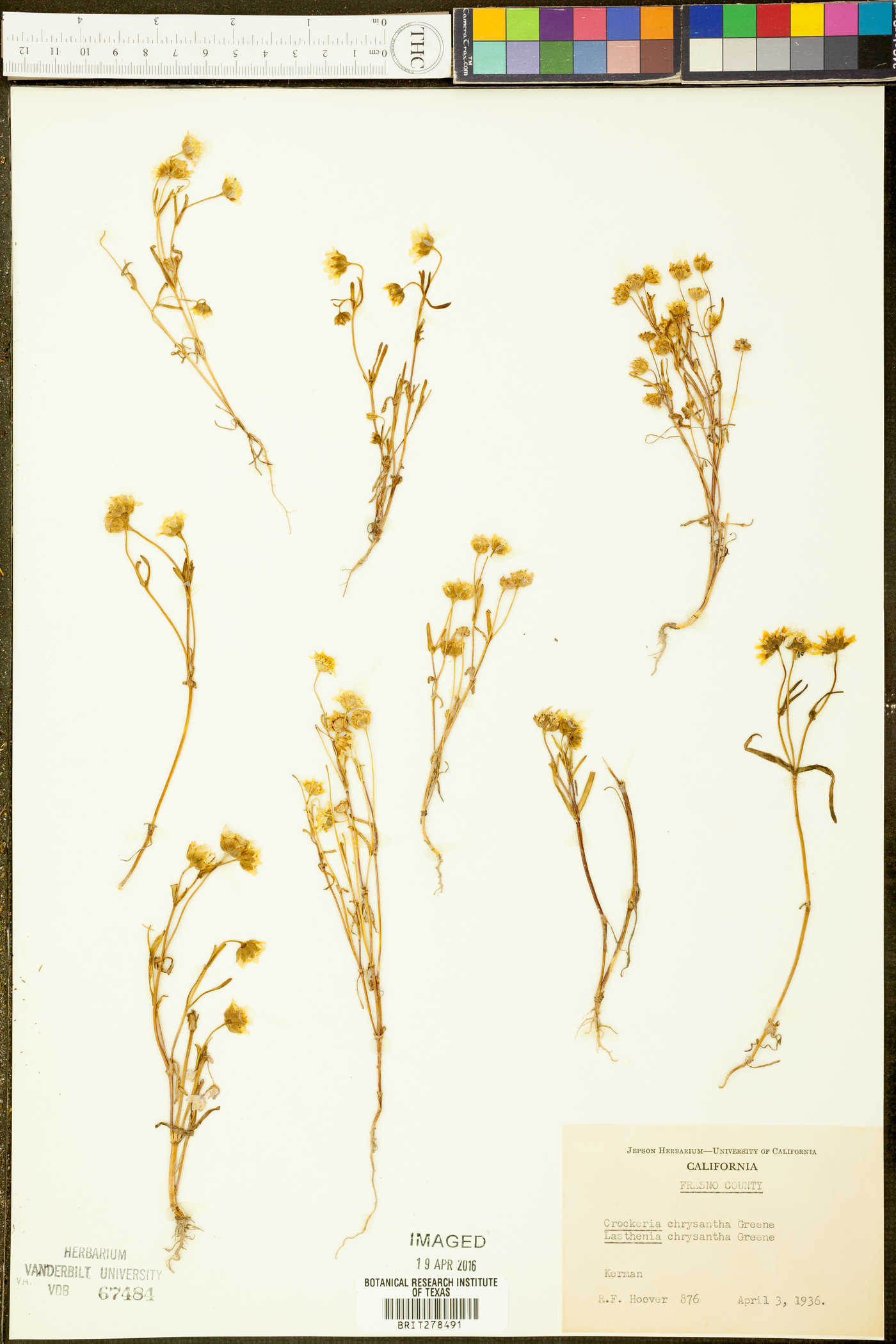 Crockeria chrysantha image