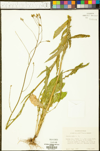 Crepis pulchra image