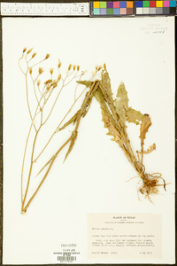 Crepis pulchra image