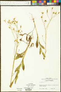 Crepis pulchra image