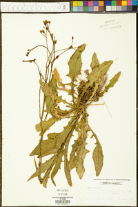 Crepis pulchra image