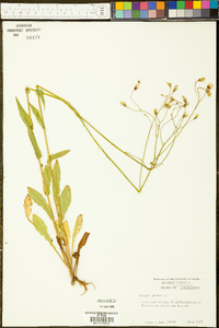 Crepis pulchra image