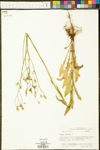 Crepis pulchra image