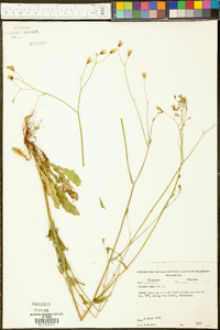 Crepis pulchra image