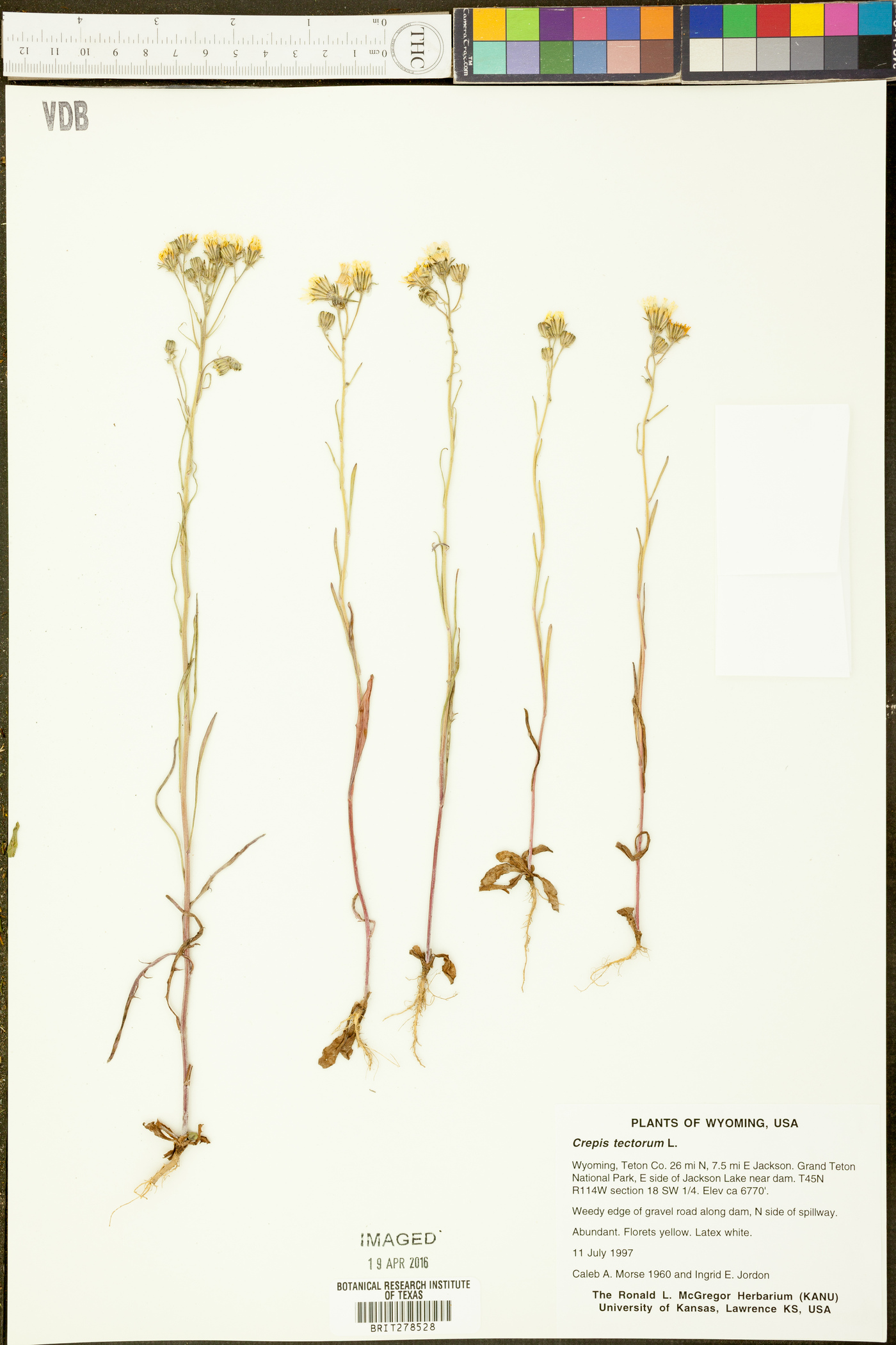 Crepis tectorum image