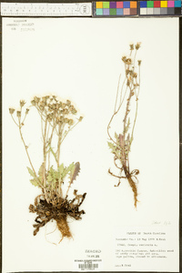 Crepis vesicaria image