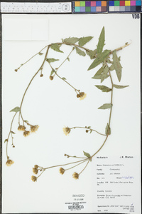 Hieracium umbellatum image