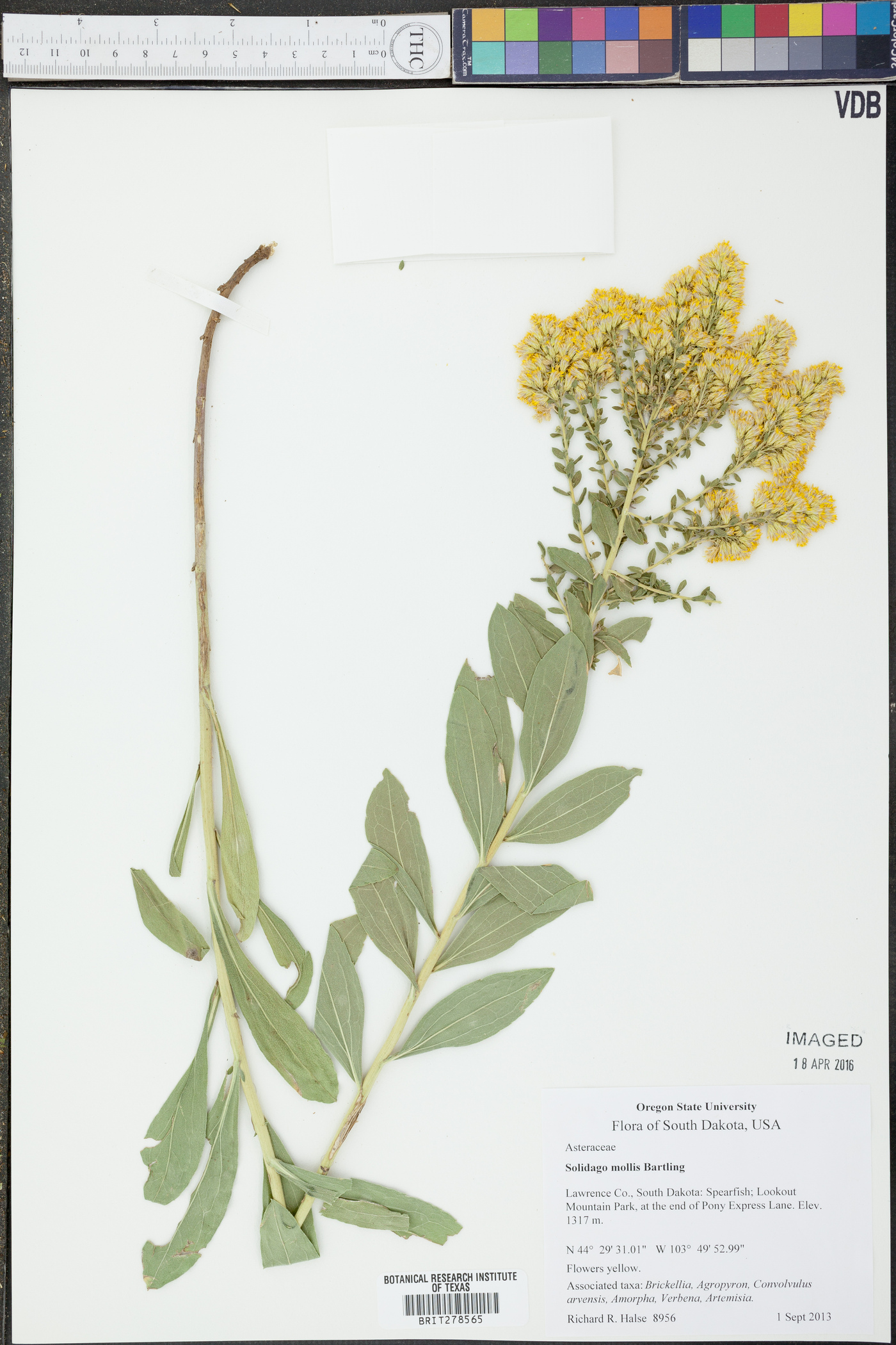 Solidago mollis image