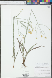 Pityopsis graminifolia var. microcephala image