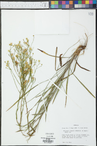 Pityopsis aspera image