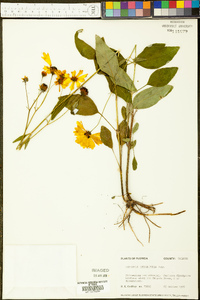 Coreopsis integrifolia image