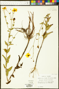 Coreopsis integrifolia image
